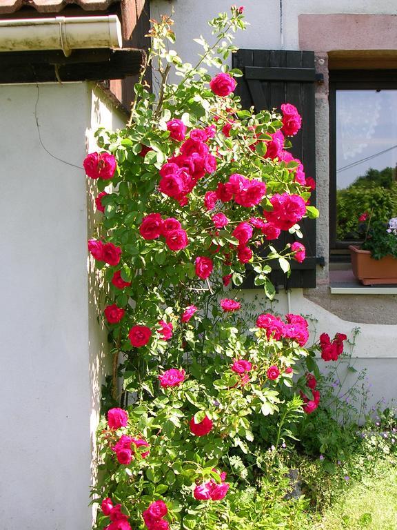 Ferme Auberge A La Colline Ferdrupt Dış mekan fotoğraf